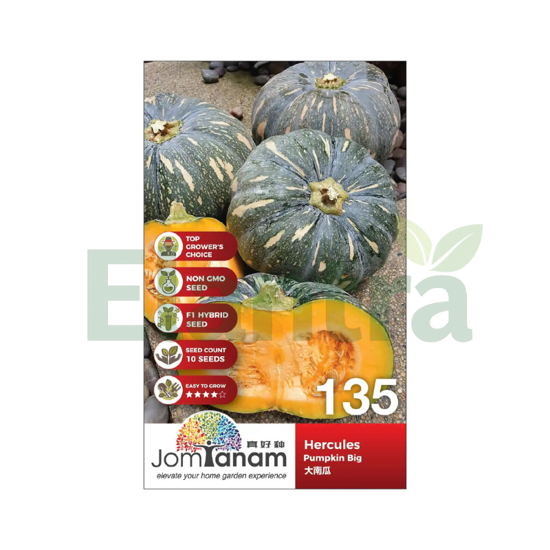 135 PUMPKIN BIG